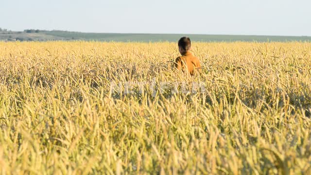 Ребенок идет через пшеничное поле Ребенок, мальчик, поле, пшеница, пшеничное поле,простор, природа,...