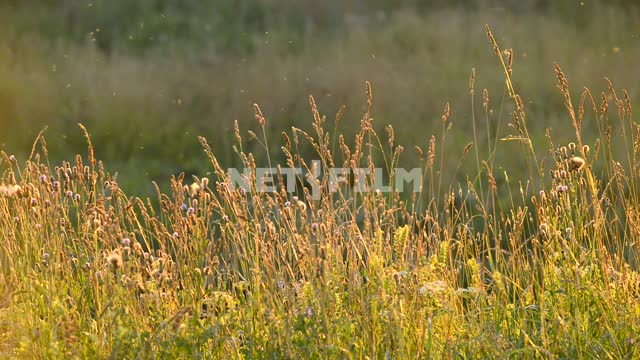 A swarm of gnats over the field plants.
Close-up flowers, nature,field, plants, flies, insects,...