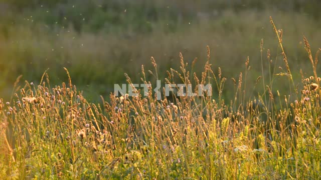 A swarm of gnats over the field plants.
Close-up flowers, nature, field, plants, flies, insects,...