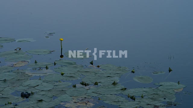 Water lilies on the water, rare rain Water, day, water lilies, drops, rain