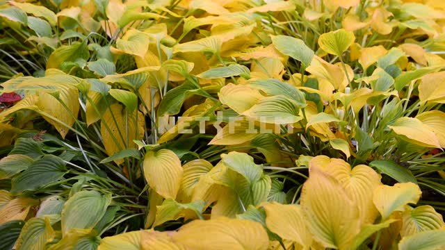 Желто-зеленые листья растений Растение, листья, лето