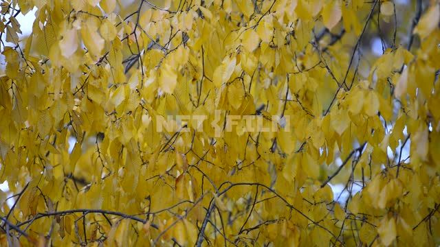 Листья дерева. Осень желтые листья, ветки, дерево, крупный план, осень, день, природа, светло
