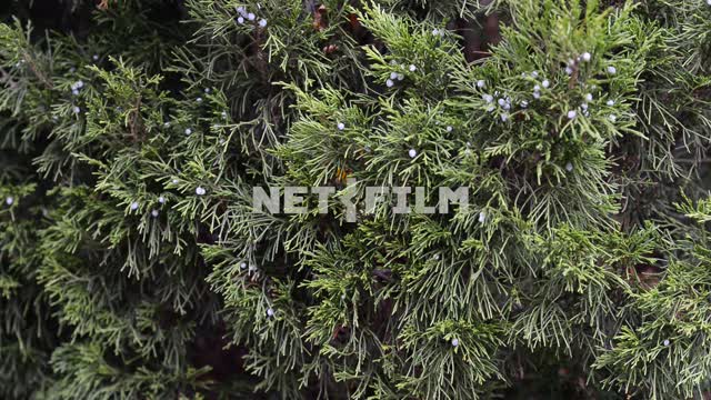 Spruce branches.
Close-up Fir, fir-tree branches, plant, day, light