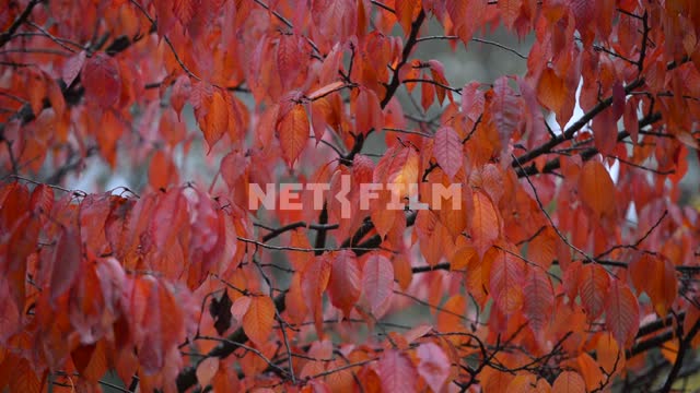 Листья дерева. Осень красные листья, ветки, дерево, крупный план, осень, день, светло