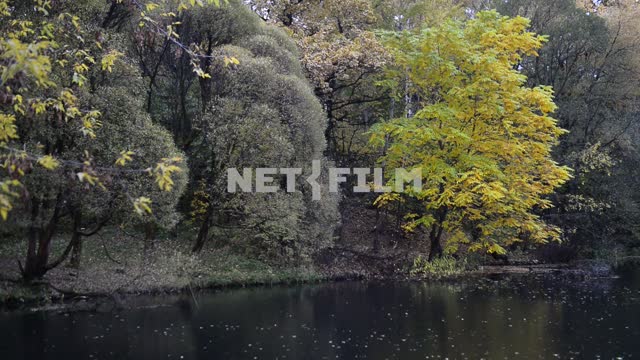 The trees on the banks of the river Forest, trees, trees, leaves, water, coast, river, nature,...
