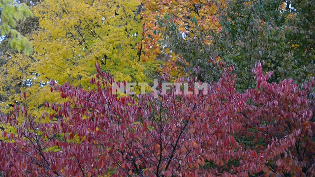 Красочные листья деревьев Деревья, осенний лес, желтые листья, красные листья, оранжевые листья,...