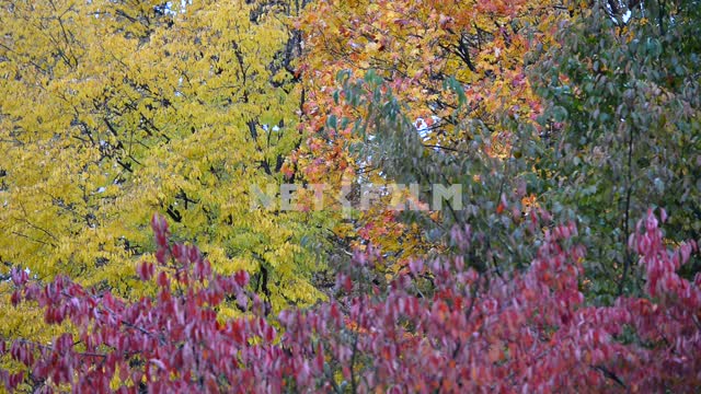 Красочные листья деревьев Деревья, осенний лес, желтые листья, красные листья, оранжевые листья,...