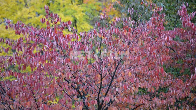 Красочные листья деревьев Деревья, осенний лес, желтые листья, красные листья, природа, осень,...