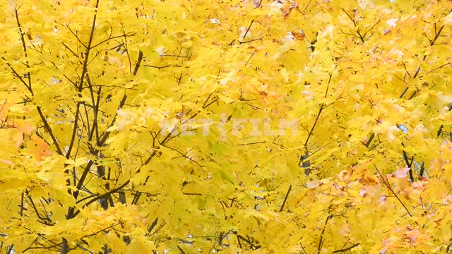 Осенний лес Деревья, лес, листва, желтые листья, осень, кроны деревьев, день, природа, светло