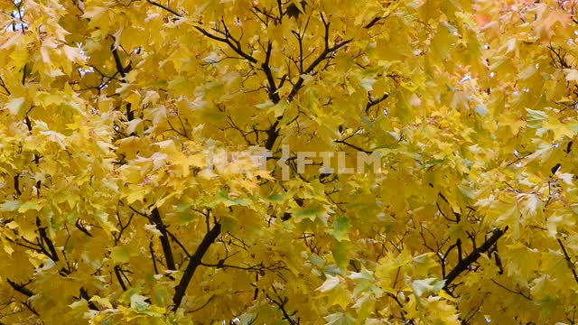 Листья деревьев на ветру. Осень Деревья, лес, листва, природа, желтые листья, осень, день, светло