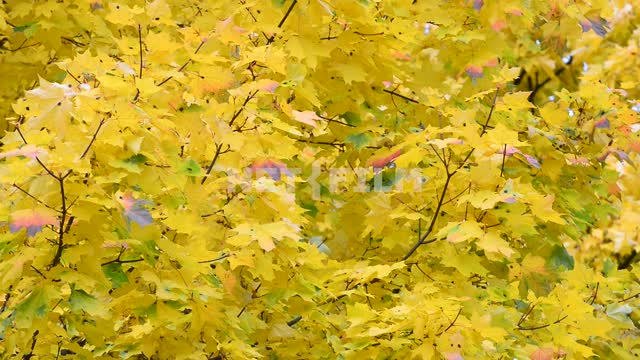 Maple leaves.
Autumn Maple, tree, leaves, branch, autumn, nature, day, light