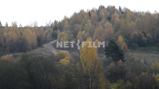 Autumn forest Forest, trees, autumn, autumn forest, nature, space, road, day, light
