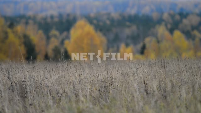Waving vegetation in a meadow against the background of an autumn forest Field, meadow, grass,...