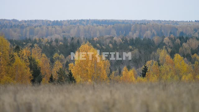 View from the field to the autumn forest The grass, the wind, the forest, early autumn, nature,...