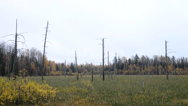 Засохшие стволы деревьев на фоне леса Ранняя осень, трава, поляна, лес