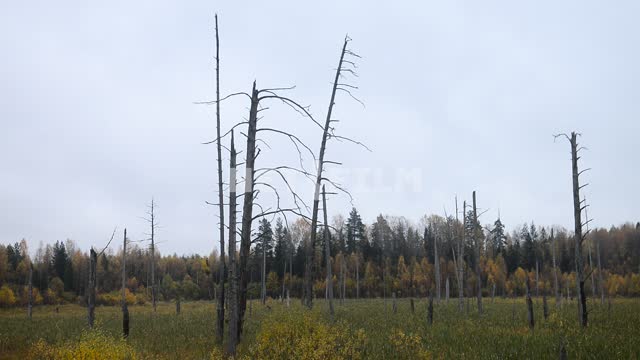 The trunks of dead trees on the background of the autumn forest Early autumn, trees, trunks, sky,...