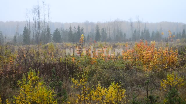 Young trees on the background of the forest Autumn, forest, trees, firs