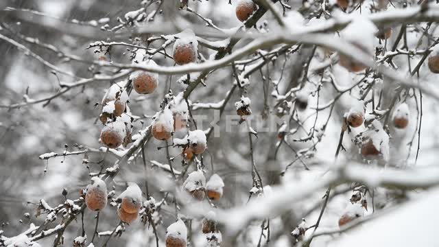 Запорошенные снегом ветки дерева Снег, ветер, плоды, дерево, ветки
