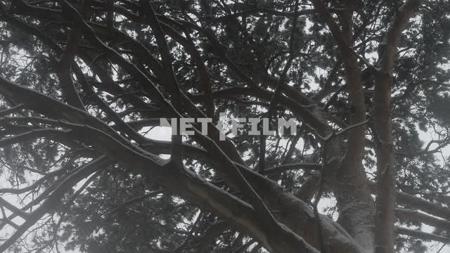 Вид снизу на крону раскидистого дерева Дерево, листья, лето, ствол