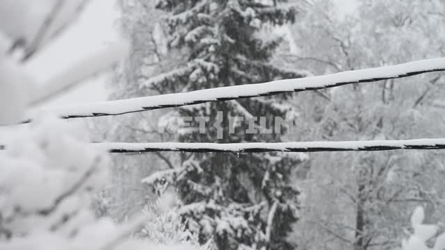 Зимний лес на фоне заснеженных проводов Снег, зима, деревья, провода