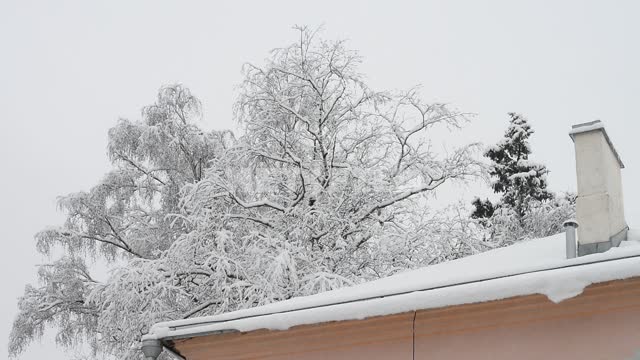 Крыша дома на фоне заснеженного дерева Крыша, печная труба, дом, снег, деревья, ветки в снегу,...