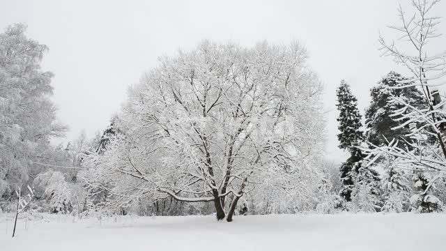 Пейзаж зимнего леса Снег, зима, деревья