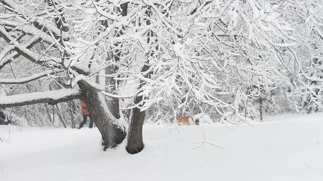 Мужчина гуляет с двумя собаками в зимнем лесу Снегопад, лес, человек, собаки, зима, дерево в снегу
