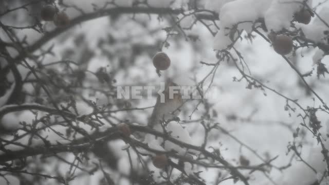 A bird pecks a berry in the winter forest Bird, branch, winter, snow, berry