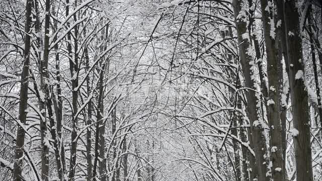 Зимний лес во время снегопада Снег, лес, зима, стволы, деревья