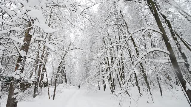 Ребенок гуляет в зимнем лесу Лес, деревья, зима, сугробы, ребенок, прогулка, природа, идет снег,...