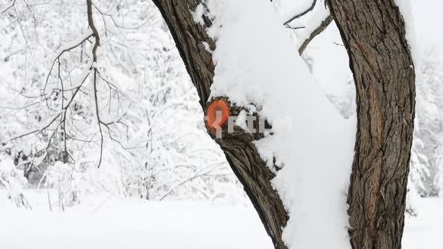 Дерево в снегу Лес, идет снег, деревья, ветки в снегу, природа, сугробы, зима, день