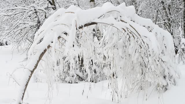 Покосившееся дерево в снегу Дерево, лес, снег, сугробы, ветки в снегу, природа, зима, день