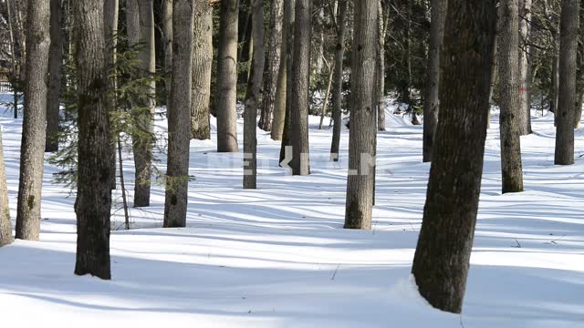 A view of the forest in early spring Trees, forest, snow, snowdrift, sunlight, nature, tree trunks,...