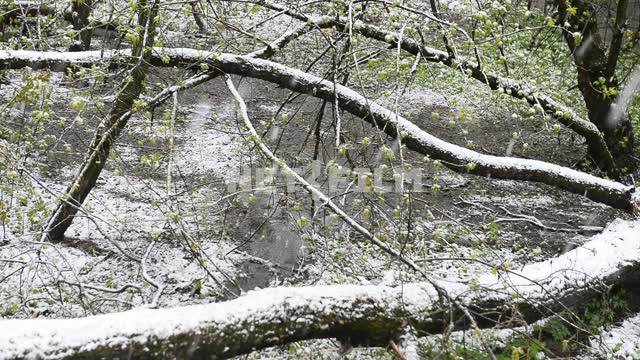 Снегопад в весеннем лесу Снег, лес, деревья, ручей, весна, зеленые листья