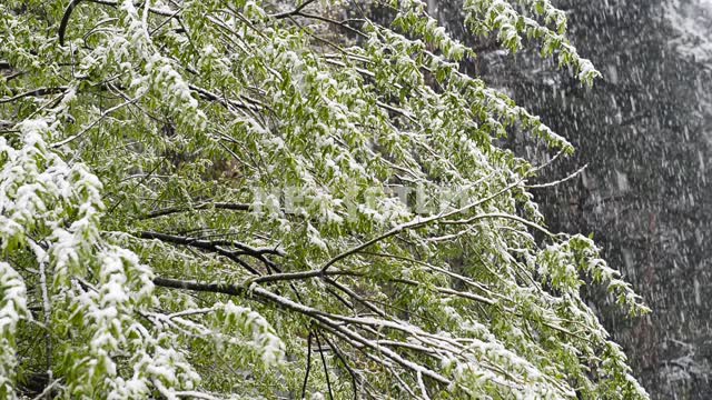 Зеленое дерево под снегом Снегопад, весна, зеленые листья, дерево