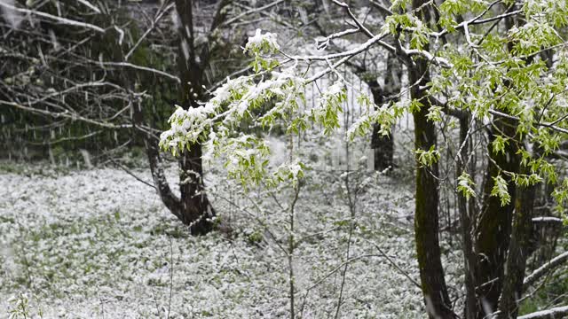 Snowfall in the spring forest Trees, snow, green leaves, forest