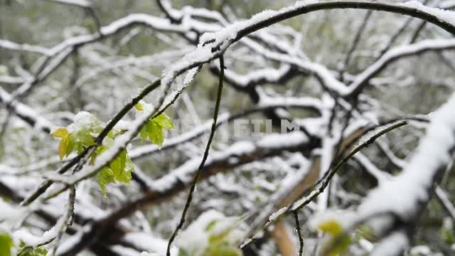 A branch with green leaves under the snow Snow, branches, green leaves, spring