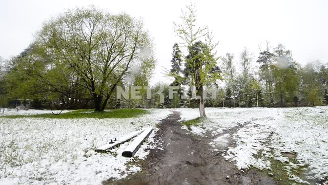 Весенний снегопад Зеленые деревья, снег, лес, поляна, дорога, зонт