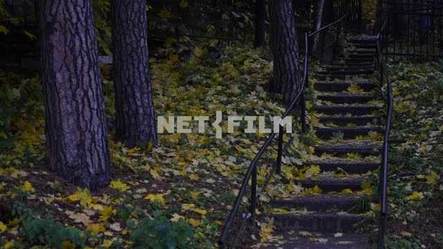 Stairs in the autumn forest stairs, trees, fallen leaves, purple, yellow, green