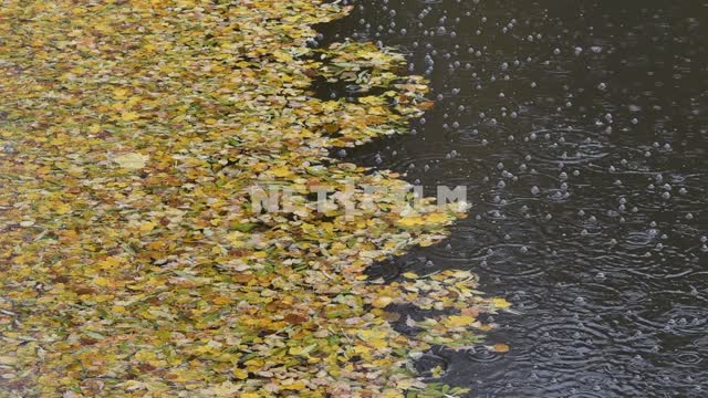 Fallen leaves on the water.
The rain Leaves, water, rain, drops, rain, bubbles, nature, autumn, day