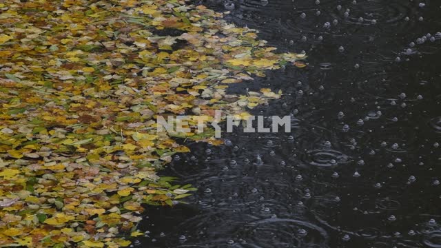 Опавшие листья на воде. Идет дождь Листья, вода, дождь, капли, морось, пузыри, природа, осень, день