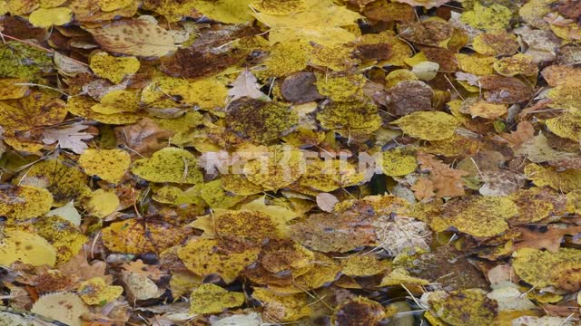 Опавшие листья на воде. Идет дождь Листья, вода, дождь, капли, морось, природа, осень, день