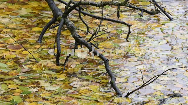 Опавшие листья на воде. Идет дождь Листья, вода, ветки, дождь, капли, морось, природа, осень, день