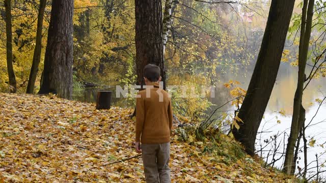 Осенний лес. Проходит мальчик Осень, лес, мальчик, деревья, желтая листва