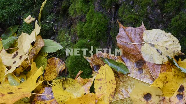 Пейзаж со мхом и опавшими листьями Дерево, мох, листья, осень, день
