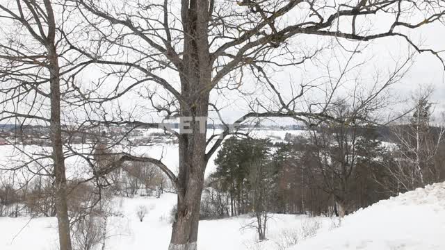 Зимний пейзаж средней полосы Зима, деревья, снег, ветер