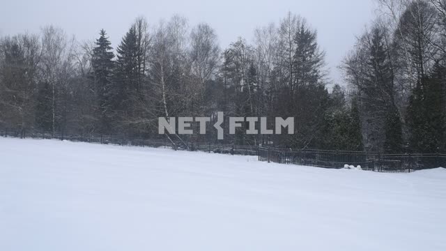 Winter forest.
It's snowing Forest, trees, snow, Blizzard, snow, fence, nature, birch, spruce,...