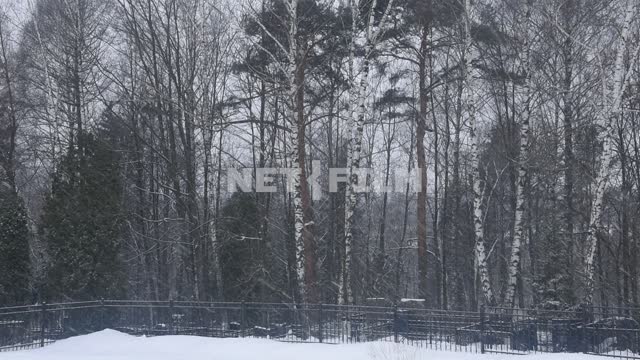 Winter forest.
It's snowing Forest, trees, snow, snowstorm,nature, birch, spruce, winter, day