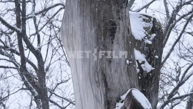 The trunk of the tree.
It's snowing Tree, tree trunk, branch, nature, shooting from the bottom up,...