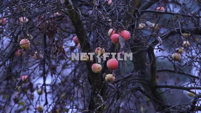 Apple Wood, tree branches, bushes, ripe apples, Apple tree, leaves, nature, autumn, evening